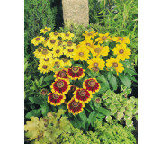 Рудбекія - Rudbeckia