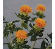 Сафлор - Carthamus tinctorius