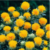 Сафлор Kinko, 250 шт, Takii seed