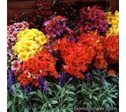 Сальпіглосіс - Salpiglossis