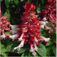 Сальвія блискуча Salsa ™ Scarlet Bicolor, 250 шт, Syngenta