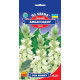 Сальвія Амбасадор, 0,2 г, GL SEEDS