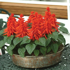 Сальвія блискуча Red Hot Sally (25-30 см), 1000 шт, PanAmerican