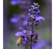 Сальвія міжвидова - Salvia interspecific