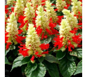 Сальвія блискуча - Salvia splendens