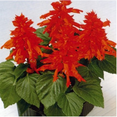 Сальвия сверкающая SCARLET KING (h 28 cm)