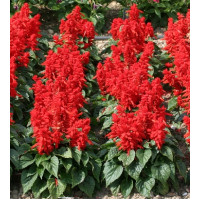 Сальвія блискуча Mojave: Red, 250 шт, Floranova