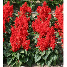 Сальвія блискуча Mojave: Red, 50 шт, Floranova
