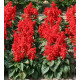 Сальвія блискуча Mojave: Red, 50 шт, Floranova