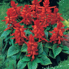 Сальвія блискуча Sahara Red, 1000 шт, Floranova