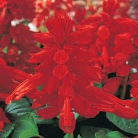Сальвія блискуча VISTA RED, 250 шт, PanAmerican