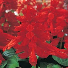 Сальвія блискуча VISTA RED, 50 шт, PanAmerican