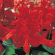 Сальвія блискуча VISTA RED, 250 шт, PanAmerican
