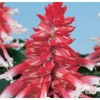 Сальвия Amore rose bicolor
