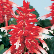 Сальвія блискуча Amore scarlet bicolor, 50 шт, Hem Genetics