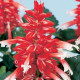 Сальвія блискуча Amore scarlet bicolor, 250 шт, Hem Genetics