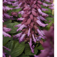 Сальвия Amore purple