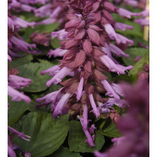 Сальвия Amore purple