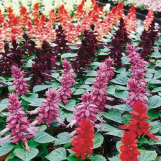 Сальвія блискуча Amore full mixture, 50 шт, Hem Genetics