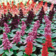 Сальвія блискуча Amore full mixture, 50 шт, Hem Genetics