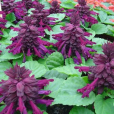 Сальвия Reddy purple