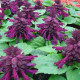 Сальвия Reddy purple