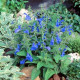 Сальвия отклоненная  PATIO DEEP BLUE