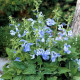 Сальвия отклоненная  PATIO SKY BLUE