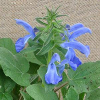 Сальвия отклоненная  PATIO DEEP BLUE