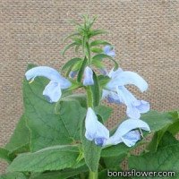 Сальвия отклоненная  PATIO SKY BLUE