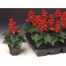 Сальвія блискуча Flamex® 2000 Scarlet, 50 шт, Syngenta