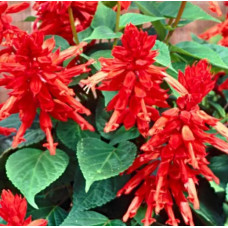 Сальвія блискуча Lighthouse Red, 50 шт, PanAmerican