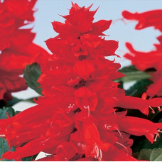 Сальвія блискуча Reddy bright red, 50 шт, Hem Genetics