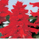 Сальвія блискуча Reddy bright red, 250 шт, Hem Genetics