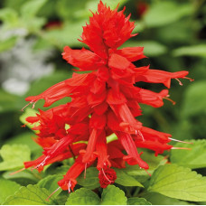 Сальвія блискуча Reddy Lime Leaved Red, 1000 шт, Hem Genetics