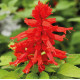 Сальвія блискуча Reddy Lime Leaved Red, 250 шт, Hem Genetics