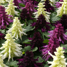 Сальвія блискуча Reddy Nero mixture (white, lavender and purple), 50 шт, Hem Genetics