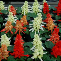 Сальвія блискуча Reddy Cleopatra mixture, 250  шт, Hem Genetics