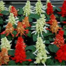 Сальвія блискуча Reddy Cleopatra mixture, 50 шт, Hem Genetics
