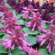 Сальвия Reddy lavender