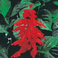 Сальвія блискуча Red Hot Sally (25-30 см), 50 шт, PanAmerican