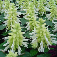 Сальвія блискуча Reddy white, 250 шт, Hem Genetics