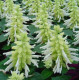 Сальвія блискуча Reddy white, 250 шт, Hem Genetics