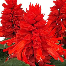 Сальвія блискуча Fire Breather Red, 250 шт, Sakata
