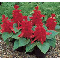 Сальвія блискуча Salsa ™ Scarlet, 250 шт, Syngenta