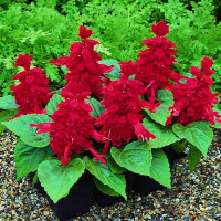 Сальвія блискуча Salsa ™ Burgundy, 50 шт, Syngenta