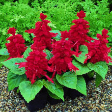 Сальвія блискуча Salsa ™ Burgundy, 1000 шт, Syngenta