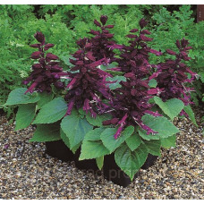 Сальвія блискуча Salsa ™ Purple, 50 шт, Syngenta