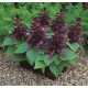 Сальвія блискуча Salsa ™ Purple, 1000 шт, Syngenta