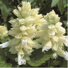 Сальвія блискуча Salsa ™ White, 50 шт, Syngenta